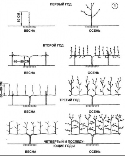 Tunderea arbori și arbuști, portalul de construcție