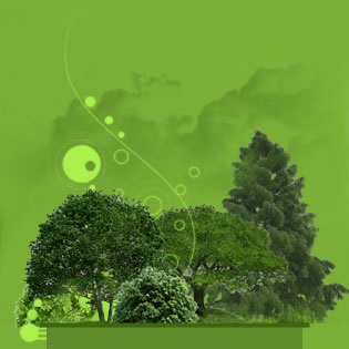 organizație de gestionare a pădurilor (Forest) organizație de gestionare a pădurilor
