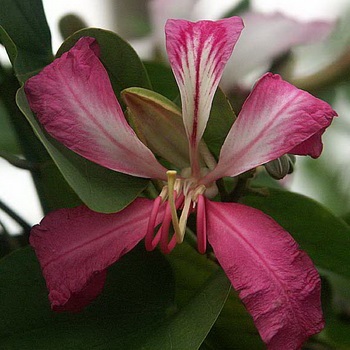 Orhideea copac Bauhinia purpurea flori Bauhinia și fotografii