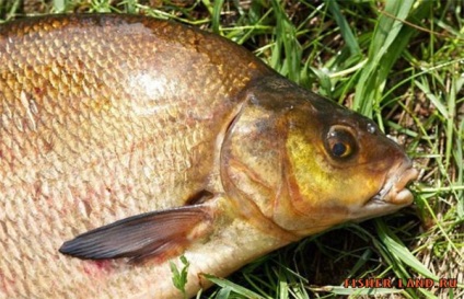 Caracteristici de alimentare plătică (rezultate foarte bune) Caracteristici ale plătică alimentare