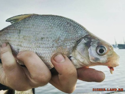 Caracteristici de alimentare plătică (rezultate foarte bune) Caracteristici ale plătică alimentare