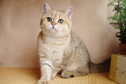 Caracteristici ale menținerea pisica British Shorthair