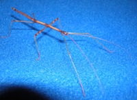 Stick insecte - l (Primorie Asia Transcaucazia) Stick insecte - l