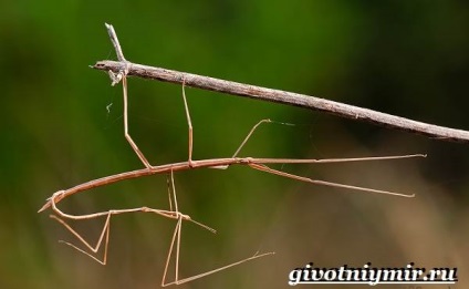 Insecte Stick insectă (insecte stick de insecte. Stilul de viață și stick-habitatele de insecte) stick de insecte insecte
