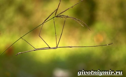 Insecte Stick insectă (insecte stick de insecte. Stilul de viață și stick-habitatele de insecte) stick de insecte insecte