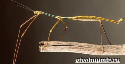 insecte stick de insectă (insectă băț de insecte) stick de insecte insecte
