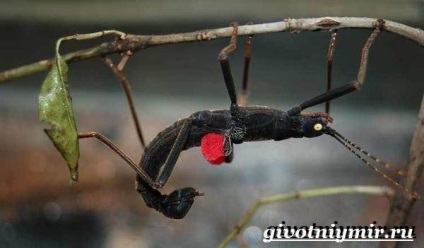 Insecte Stick insectă (insecte stick de insecte. Stilul de viață și stick-habitatele de insecte) stick de insecte insecte