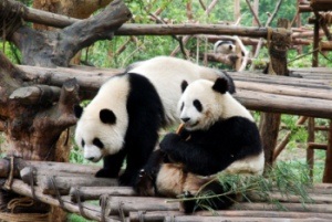 Panda, abc chineză (chineză) Panda, abc chineză