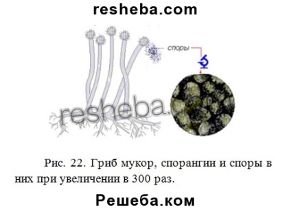 Punctul 15 (GDZ) articolul 15