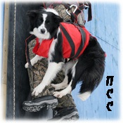 rasele ciobanesti (Pembroke Welsh Corgi) rasa ciobanesc