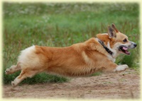 rasa Shepherd (rasa) rasa ciobanesc
