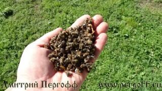 Bee Podmore - un medicament utilizat pe scara larga (pentru copii asistente medicale nepoti) Bee Podmore - pregătirea largă aplicare