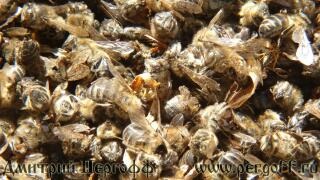 Bee Podmore - un medicament utilizat pe scara larga (pentru copii asistente medicale nepoti) Bee Podmore - pregătirea largă aplicare