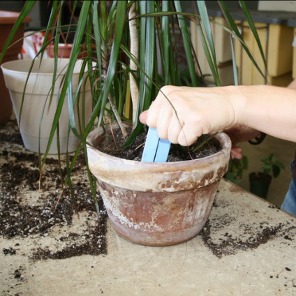 Transplantul Dracaena la domiciliu