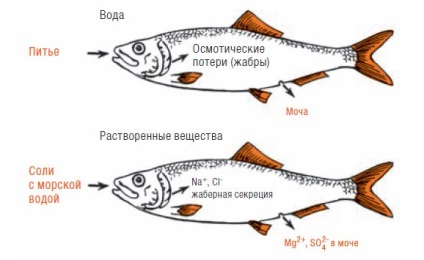 Face pește bea apă sau de ce apa de mare este sarata, iar peștele în ea infoglaz nesărat (a) Face pește bea apă sau de ce apa de mare este sarata, iar peștele în ea infoglaz nesărat