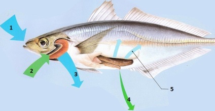 dacă apa sau pește potabilă de ce sare apa de mare, iar peștele în ea infoglaz nesărat (concentrație) Face pește bea apă sau de ce apa de mare este sarata, iar peștele în ea infoglaz nesărat