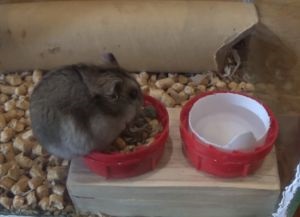 Bautor de hamster (sticla de apa de hamster cu mâinile) Drinker pentru hamster
