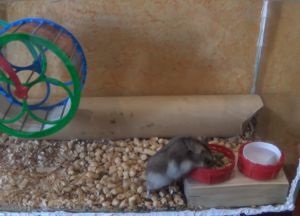 Adăpătoare pentru hamster (hamster apa sticla lor) Drinker pentru hamster