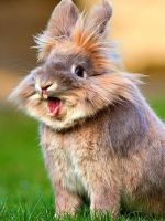 castron de băut pentru hamster (jgheaburi) Drinker pentru hamster