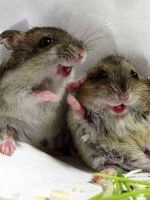 Adăpătoare pentru hamster (hamster apa sticla lor) Drinker pentru hamster