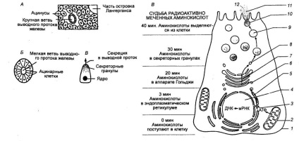 Conceptele de fiziologie celulare (celule) Conceptele de fiziologie celulară