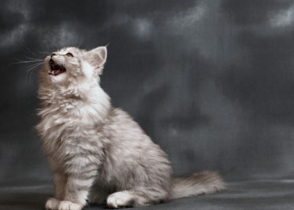 Cat rasa Chinchilla (55 poze) aur persan, siberian, albastru, argintiu, britanic, (pisici) Cat rasa Chinchilla (55 poze) aur persan, siberian, albastru, argintiu, britanic,