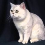 Cat rasa Chinchilla (55 poze) aur persan, siberian, albastru, argintiu, britanic, (foto) Cat rasa Chinchilla (55 poze) aur persan, siberian, albastru, argintiu, britanic,