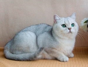 Cat rasa Chinchilla (55 poze) aur persan, siberian, albastru, argintiu, britanic, (piatra) Cat rasa Chinchilla (55 poze) aur persan, siberian, albastru, argintiu, britanic,