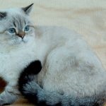 Cat rasa Chinchilla (55 poze) aur persan, siberian, albastru, argintiu, britanic, (piatra) Cat rasa Chinchilla (55 poze) aur persan, siberian, albastru, argintiu, britanic,