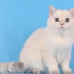 Cat rasa Chinchilla (55 poze) aur persan, siberian, albastru, argintiu, britanic, (piatra) Cat rasa Chinchilla (55 poze) aur persan, siberian, albastru, argintiu, britanic,