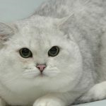 Cat rasa Chinchilla (55 poze) aur persan, siberian, albastru, argintiu, britanic, (sinsila) Cat rasa Chinchilla (55 poze) aur persan, siberian, albastru, argintiu, britanic,
