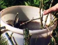 puieti de plantare Rose (aterizare) Plantarea răsaduri de trandafiri