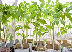 Insamantare si plantare (eroare de plasare) Insamantare si plantare