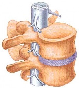 Vertebrale canal și intervertebrale foramenul, toate din coloana vertebrală (dimensiunea vertebrală) Canalul spinal și foramen intervertebrale, totul despre coloana vertebrala