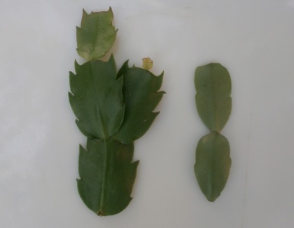 Decembriștilor reproducere (Cactus) articol de tăiere reproducerea decembristă