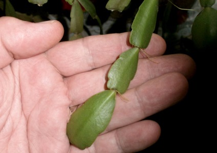 Decembriștilor reproducere (Cactus) articol de tăiere reproducerea decembristă