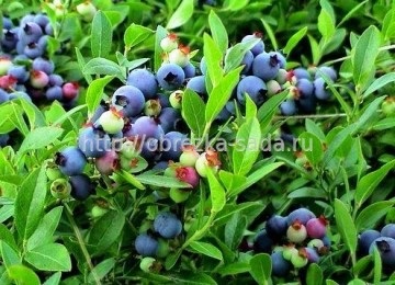 Reproducere afine (produs plante tinere) reproducerea afine