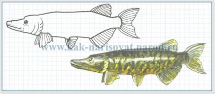 Рисунки как да се направи молив щука етапи от риба, и ти не знаеш