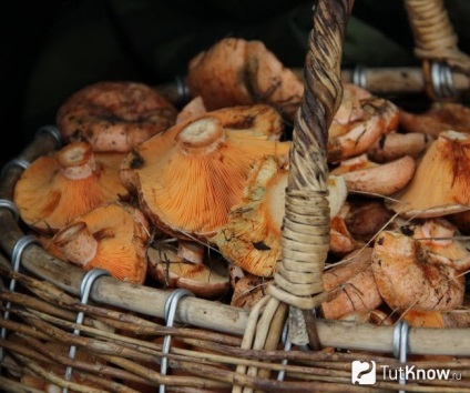 Compoziție Ciuperci, calorii, bune, rețete (utilizare ciuperci) Compoziție Ciuperci, calorii, bune, rețete