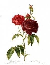 Rose - lumea este frumoasă (diluat) Rose - o lume frumoasă