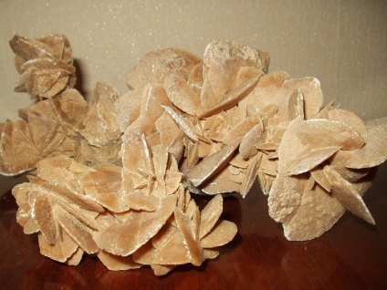 Zaharurile Rose (Rose) trandafir zaharuri