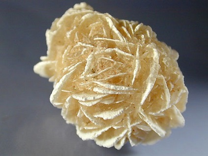 Zaharurile Rose (zaharuri Rose) trandafir zaharuri