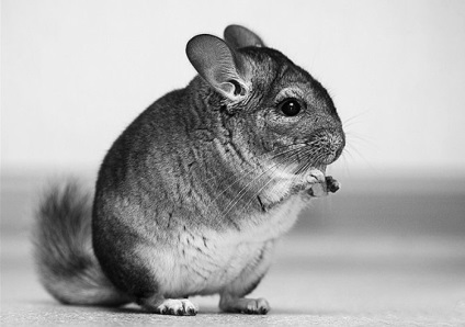 Chinchilla și câine (câine) Chinchilla și câine