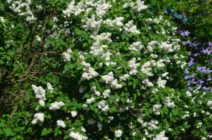 vulgaris Syringa (vulgaris lila) Syringa