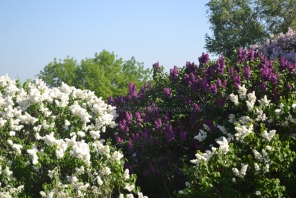 vulgaris Syringa (lila proprietăți medicinale) Syringa