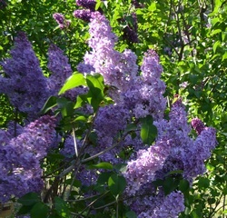 vulgaris Syringa (lila proprietăți medicinale) Syringa