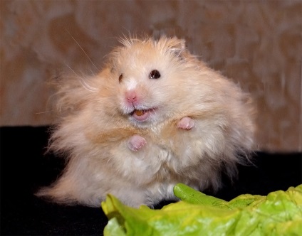 Câte hamsteri vii (foto poate fi crescută) Câte hamsteri vii