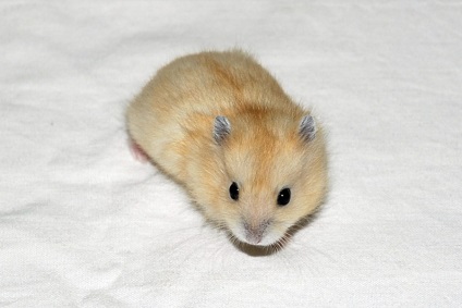 Cât de multe hamsteri vii (câte hamsteri vii) Câte hamsteri vii