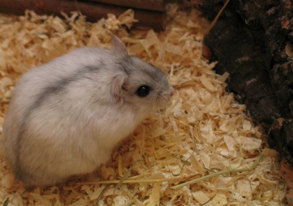 Câte hamsteri vii