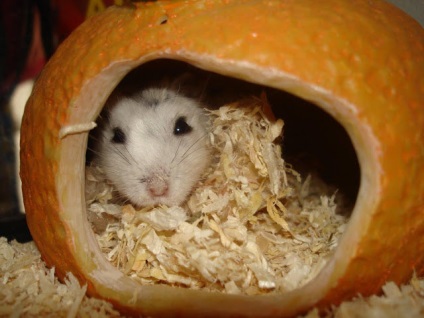 Cât de multe hamsteri vii (câte hamsteri vii) Câte hamsteri vii